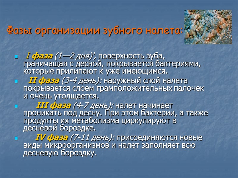 Фазы организации зубного налета:   I фаза (1—2 дня)', поверхность зуба, граничащая с